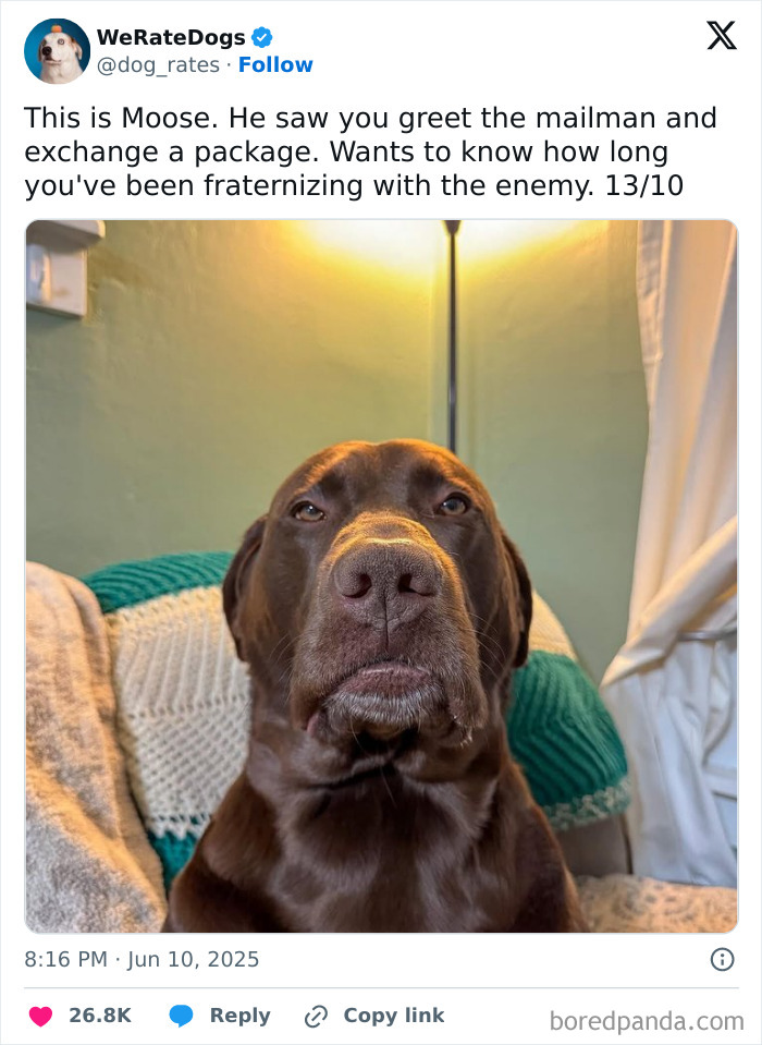 Wait, They Rated Those Dogs?! The Cutest Pups Who Totally Crushed The Scale