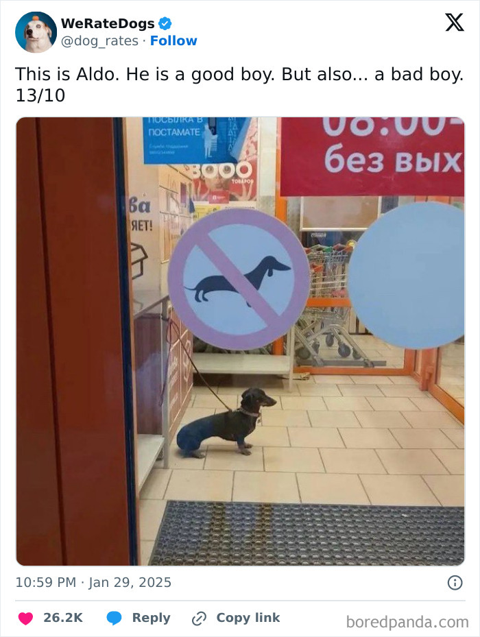 Wait, They Rated Those Dogs?! The Cutest Pups Who Totally Crushed The Scale