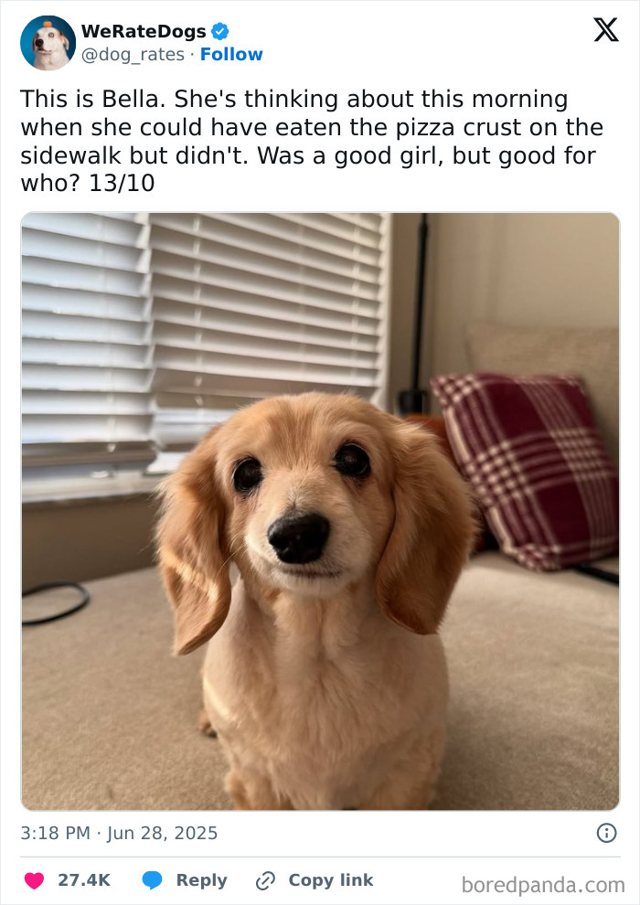 Wait, They Rated Those Dogs?! The Cutest Pups Who Totally Crushed The Scale