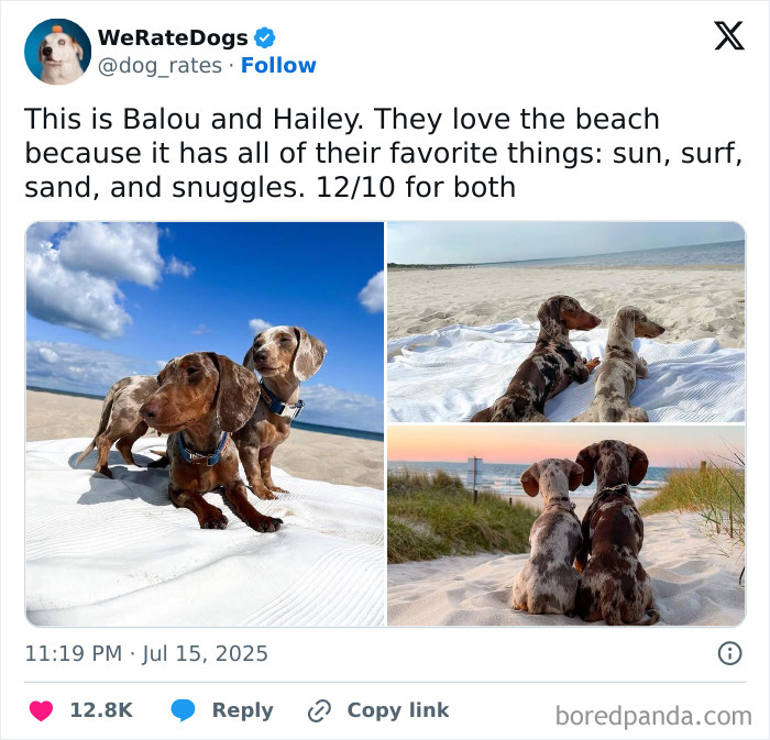 Wait, They Rated Those Dogs?! The Cutest Pups Who Totally Crushed The Scale