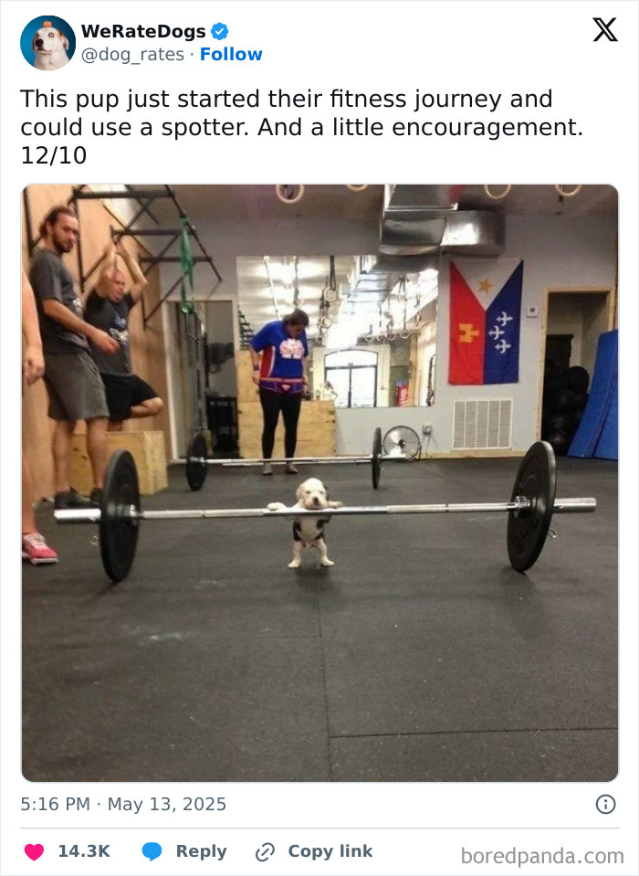 Wait, They Rated Those Dogs?! The Cutest Pups Who Totally Crushed The Scale