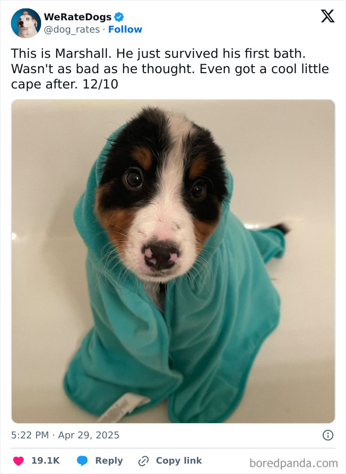 Wait, They Rated Those Dogs?! The Cutest Pups Who Totally Crushed The Scale