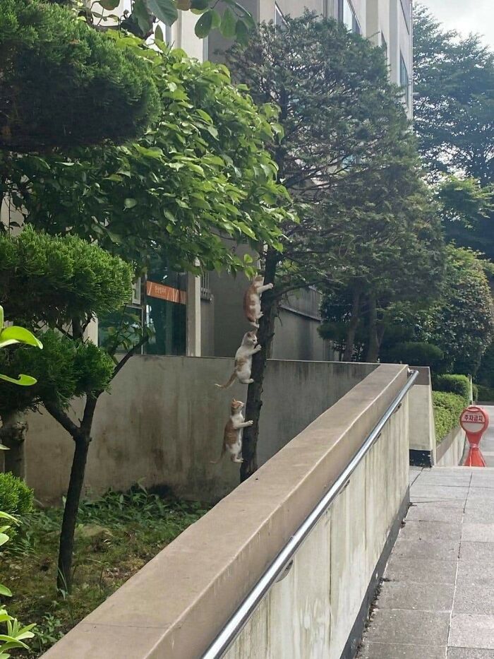 Wait, These Animals Just Woke Up and Went Full Nonsense!