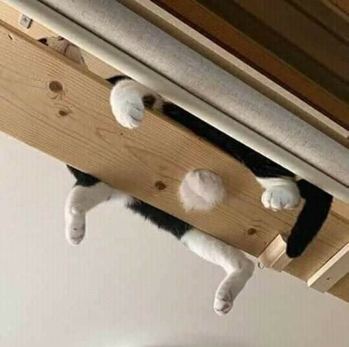 Wait, These Animals Just Woke Up and Went Full Nonsense!