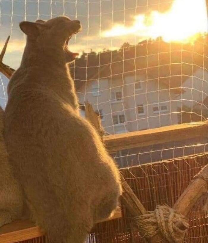 Wait, These Animals Just Woke Up and Went Full Nonsense!