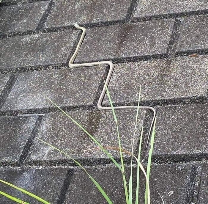 Wait, These Animals Just Woke Up and Went Full Nonsense!