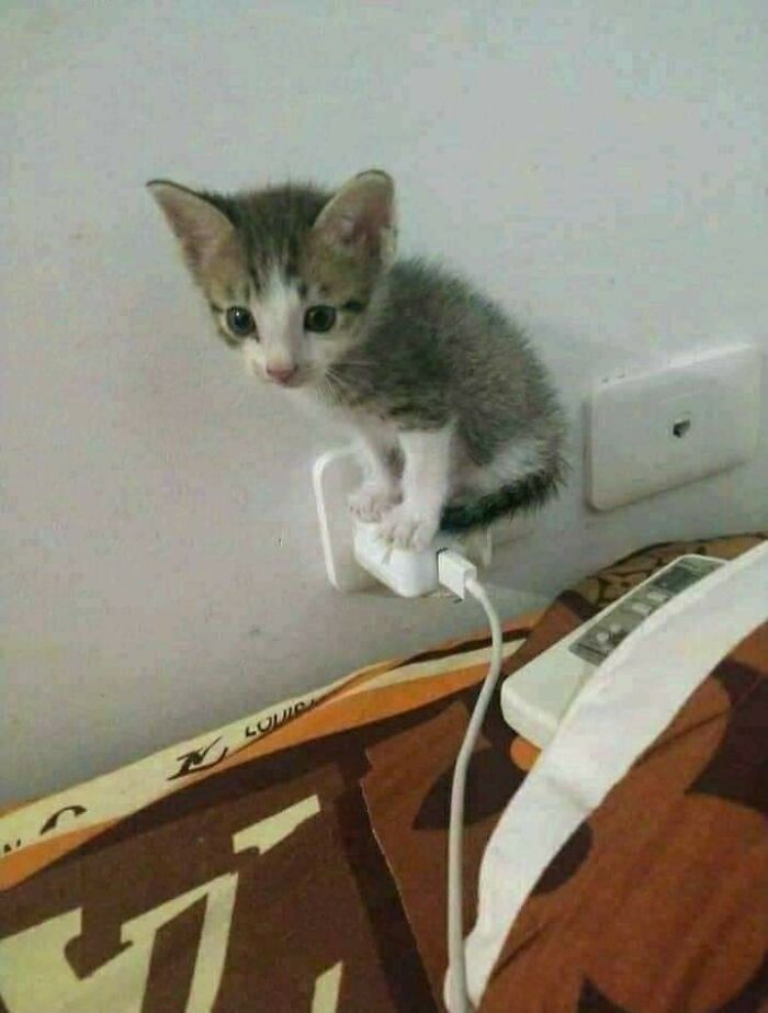 Wait, These Animals Just Woke Up and Went Full Nonsense!