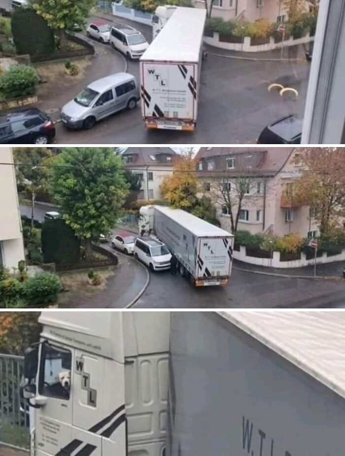 Wait, These Animals Just Woke Up and Went Full Nonsense!