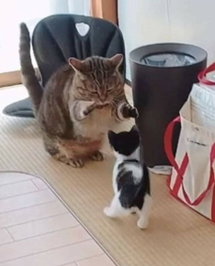 Wait, These Animals Just Woke Up and Went Full Nonsense!