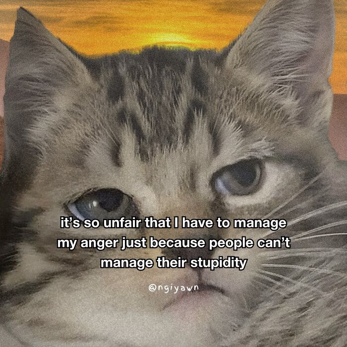 These 25 Cat Memes Nailed Every Weird Mood You’ve Ever Had