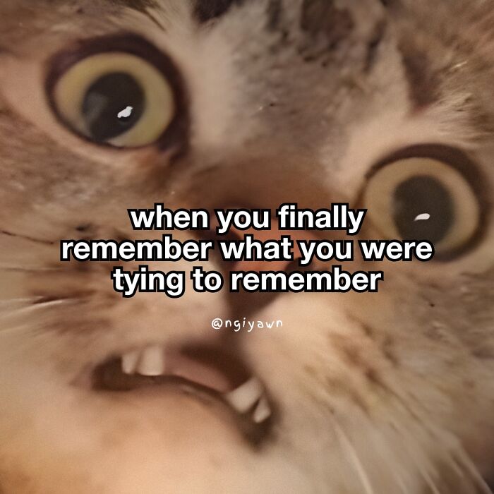 These 25 Cat Memes Nailed Every Weird Mood You’ve Ever Had