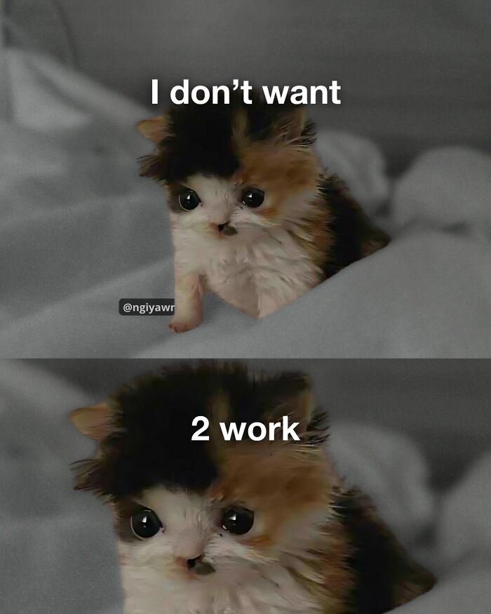 These 25 Cat Memes Nailed Every Weird Mood You’ve Ever Had