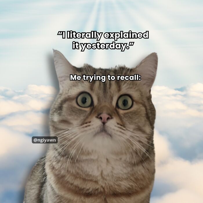 These 25 Cat Memes Nailed Every Weird Mood You’ve Ever Had