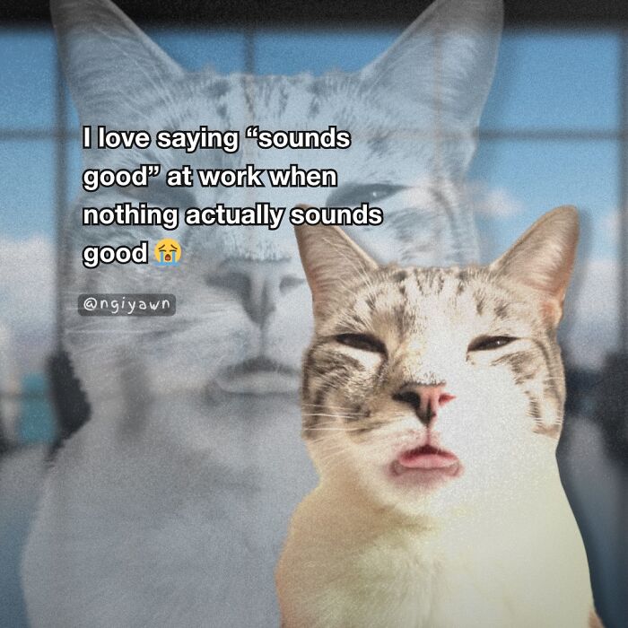 These 25 Cat Memes Nailed Every Weird Mood You’ve Ever Had