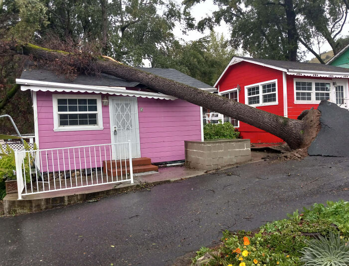 Storm Drama: Tree Uprooted & Damaged Neighbor’s House