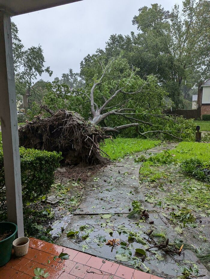 That Tree My Dad Planted? Just Knocked Over