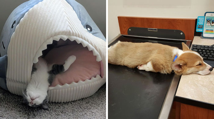 Wait Till You See These Hilarious Animal Nap Positions!