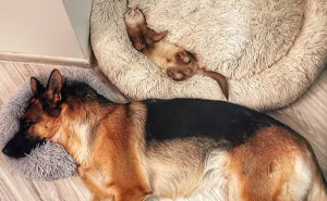 Wait Till You See These Hilarious Animal Nap Positions!