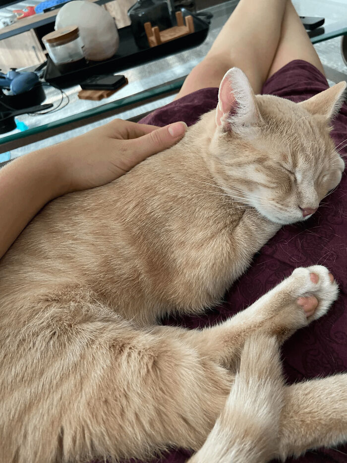 After 6 Months Of Hide-And-Seek Under The Couch, This Cutie Finally Trusts Me