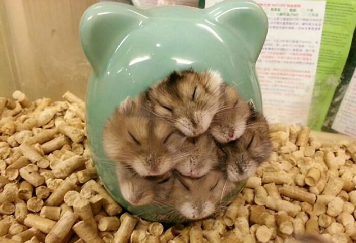 Hamsters Doing What They Do Best: Snoozing
