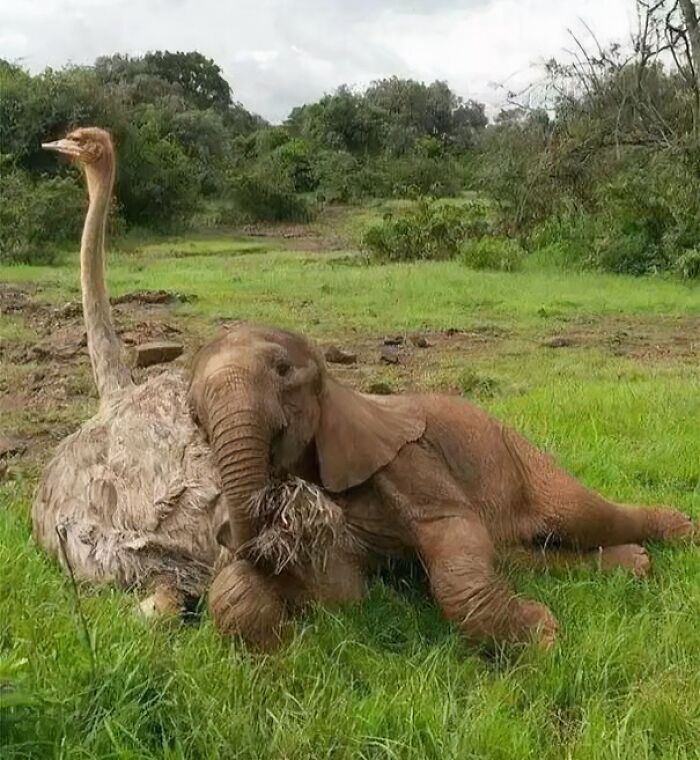 Elephant And Emu: The Oddest Nap Buddies Ever