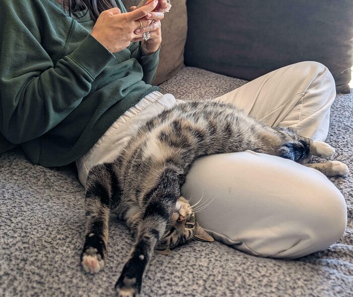 That Cat Who Lived Under The House? Now Officially Part Of The Family