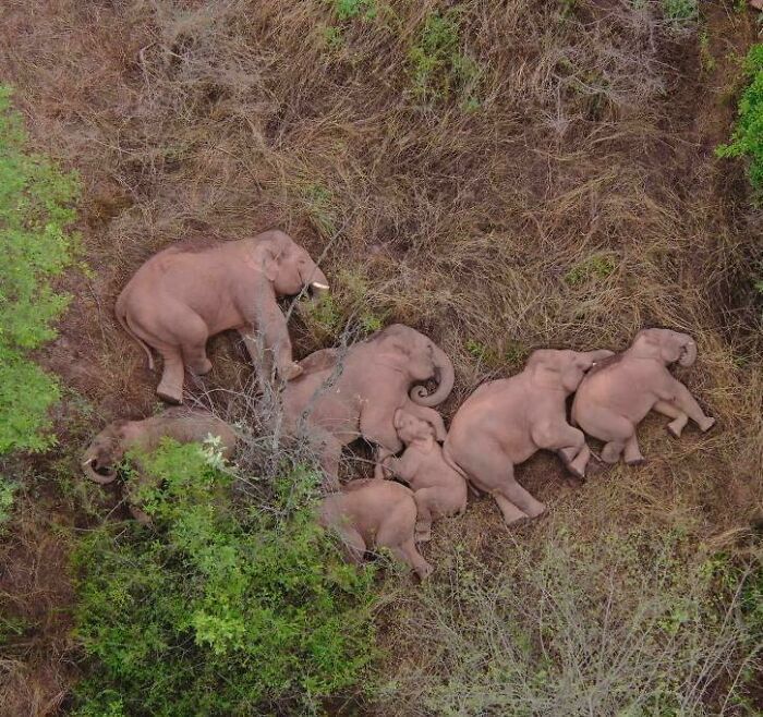 Drone Caught This Elephant Squad Napping On The Move