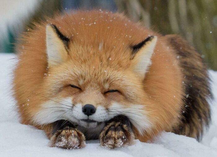 Happy Fox Caught Mid-Snooze