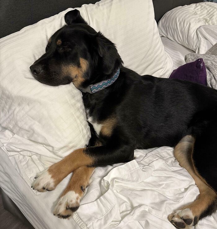 Rescued And Now Living The Dream With Pillows