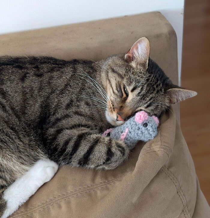 My Kid Made This Awesome Stuffed Toy For Our Cat