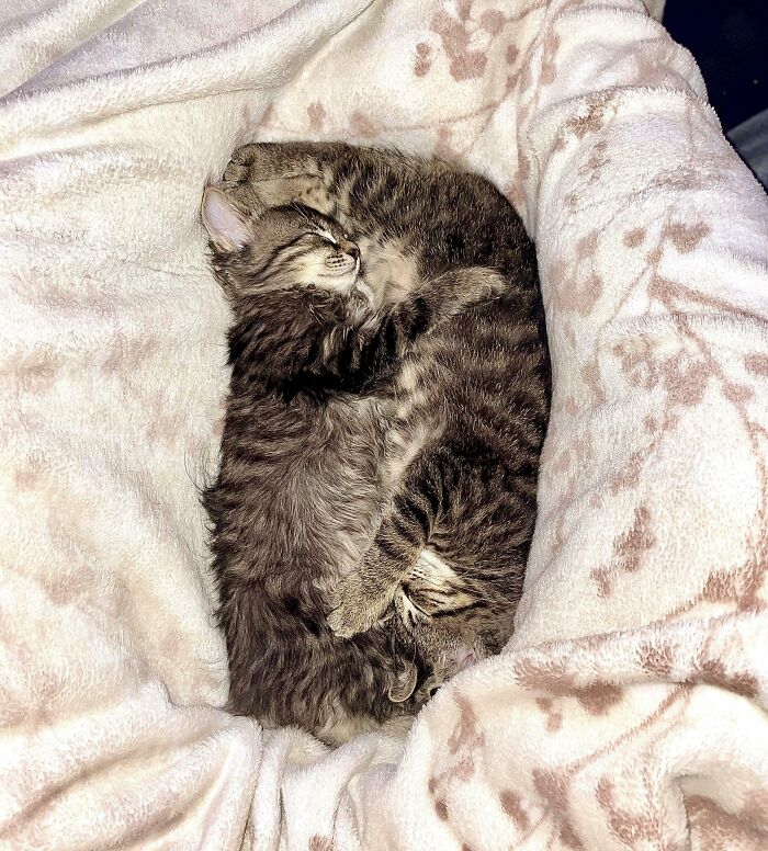 Meet Hazel & Hunter — Siblings Who Found Each Other And A Forever Home