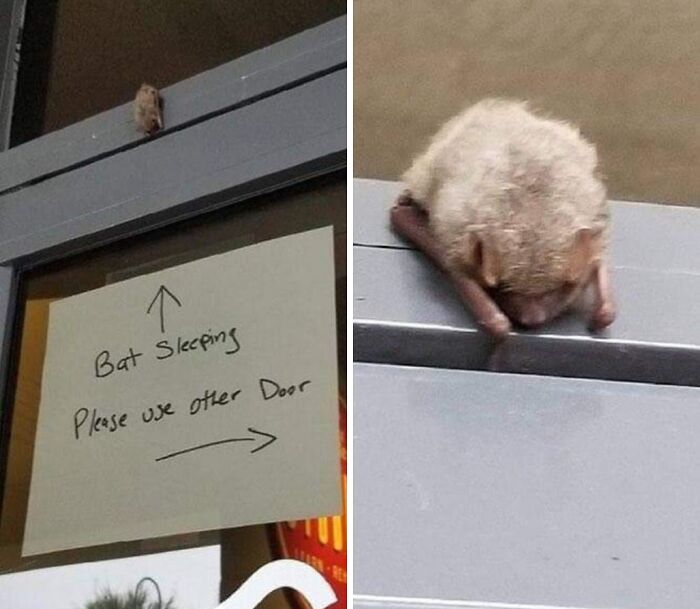 Sleepy Bat Doing Bat Things: Napping