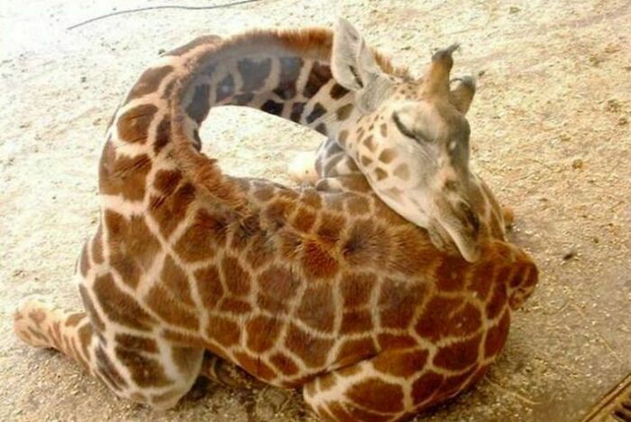 Baby Giraffe Snoozing, Because Why Not?