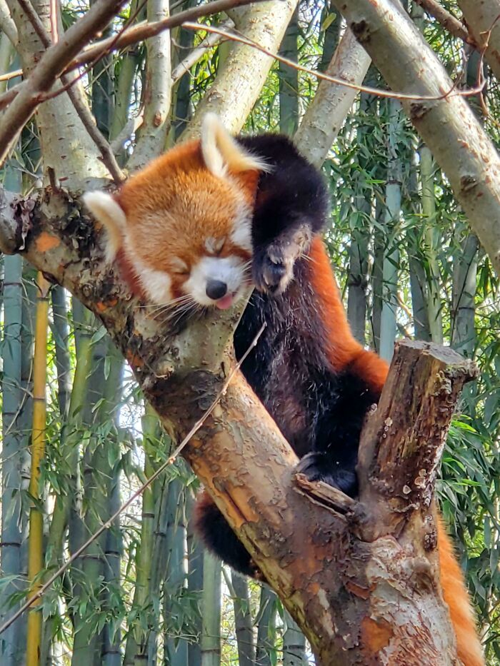 Red Panda Napping With Its Tongue Out For Extra Cuteness