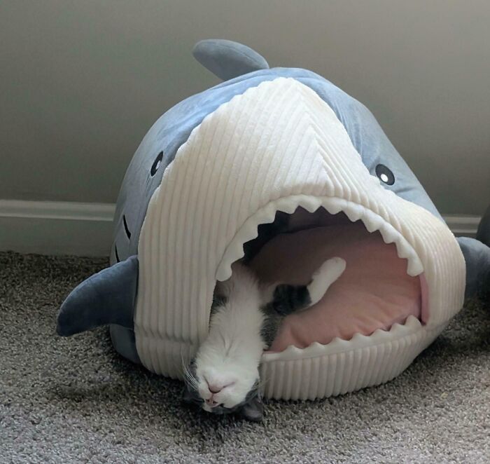 Minni’s Shark Bed Is The Nap Spot Of Champions