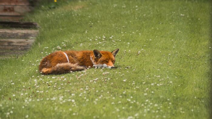 Fox Took A Power Nap In My Garden!