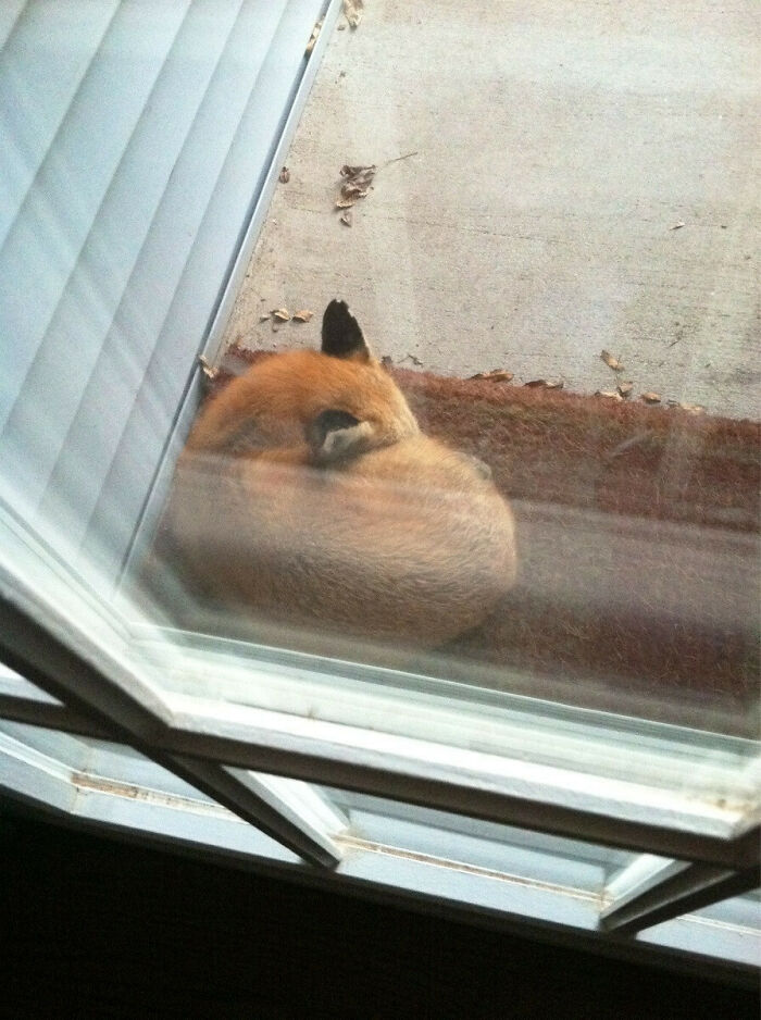 Little Red Fox Is A Carpet Napper