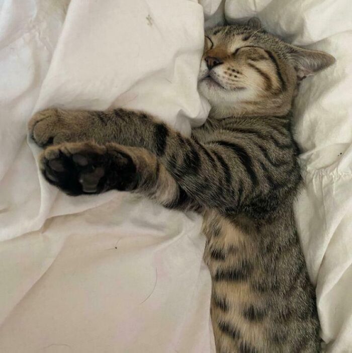 Who Else Lets Their Cat Have The Bed?