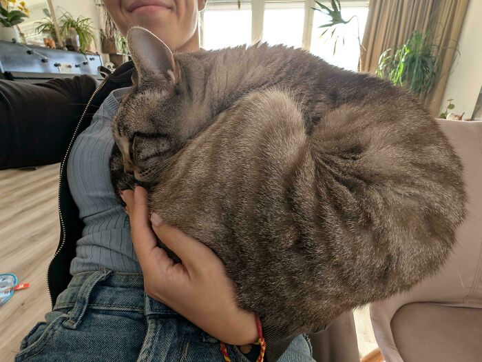 My Cat Tashi Refuses To Admit He's Growing Up