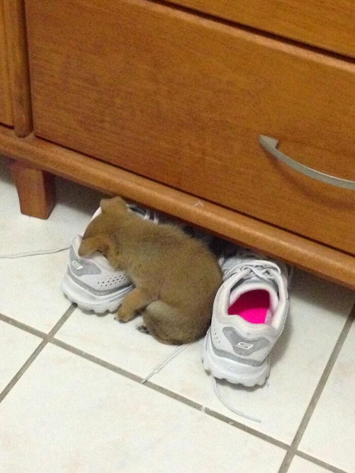 My Sister’s Puppy Got So Tired She Fell Asleep Inside Her Shoe