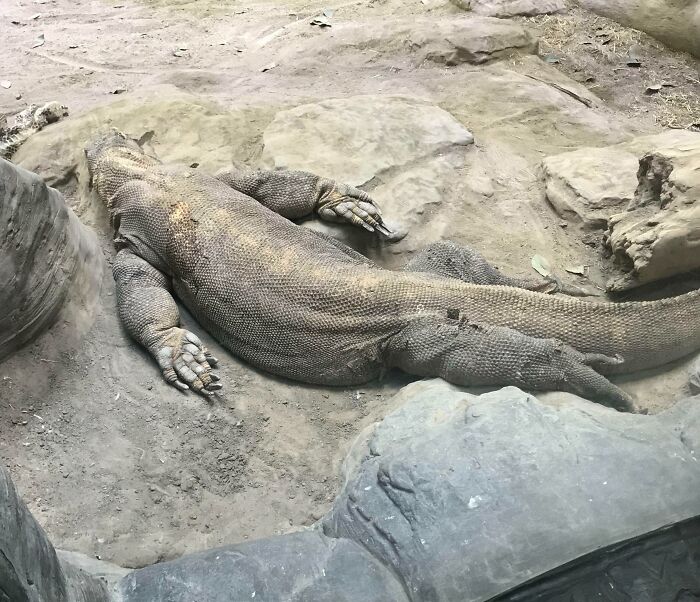 The King Of Lizards Has Some... Unique Sleep Moves