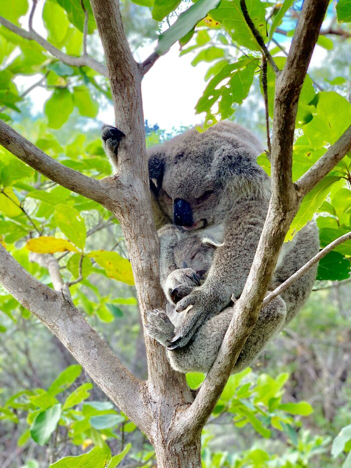 Wild Koala Mom And Baby Napping In Australia’s Magnetic Island
