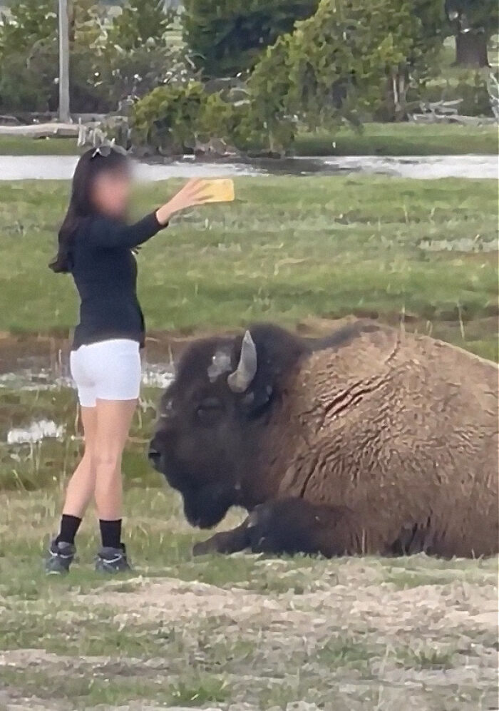 Selfie with the Bison? Nope.