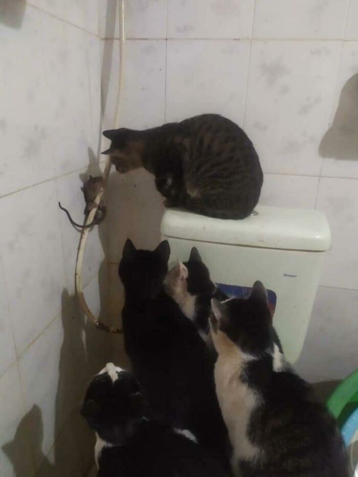 Mouse Surrounded by Five Cats