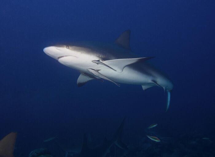 The Great White That Might’ve Eaten Itself