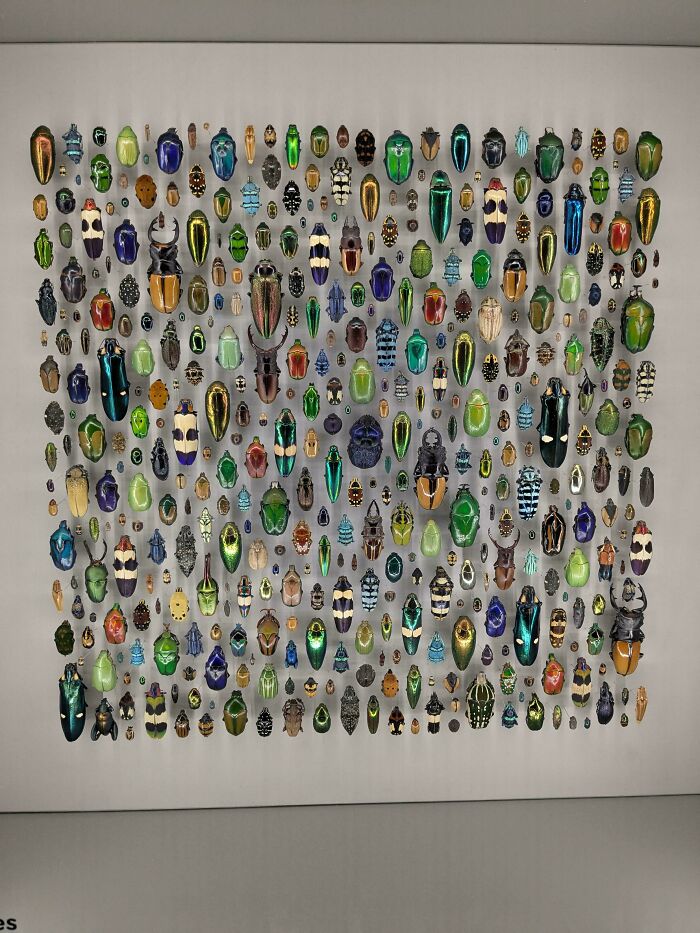 Montreal’s Beetle Collection, Neatly Displayed