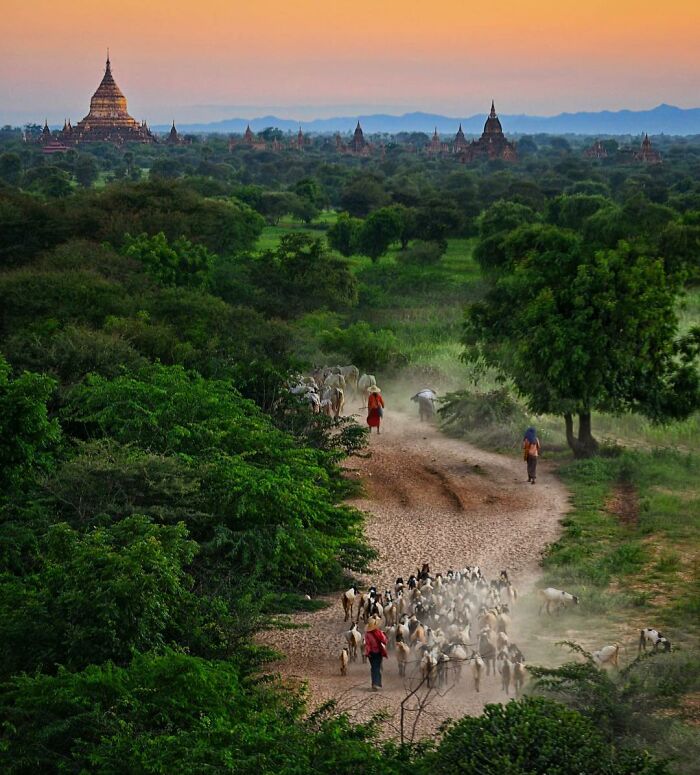 Cows Watching The Sunset in Myanmar