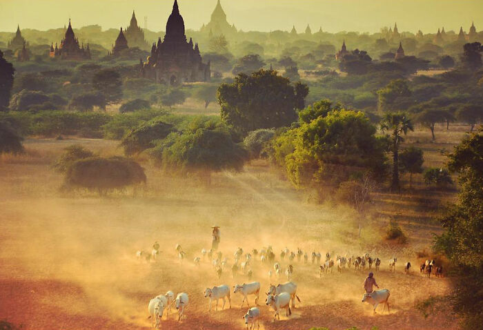 Shepherds Doing Their Thing, Myanmar