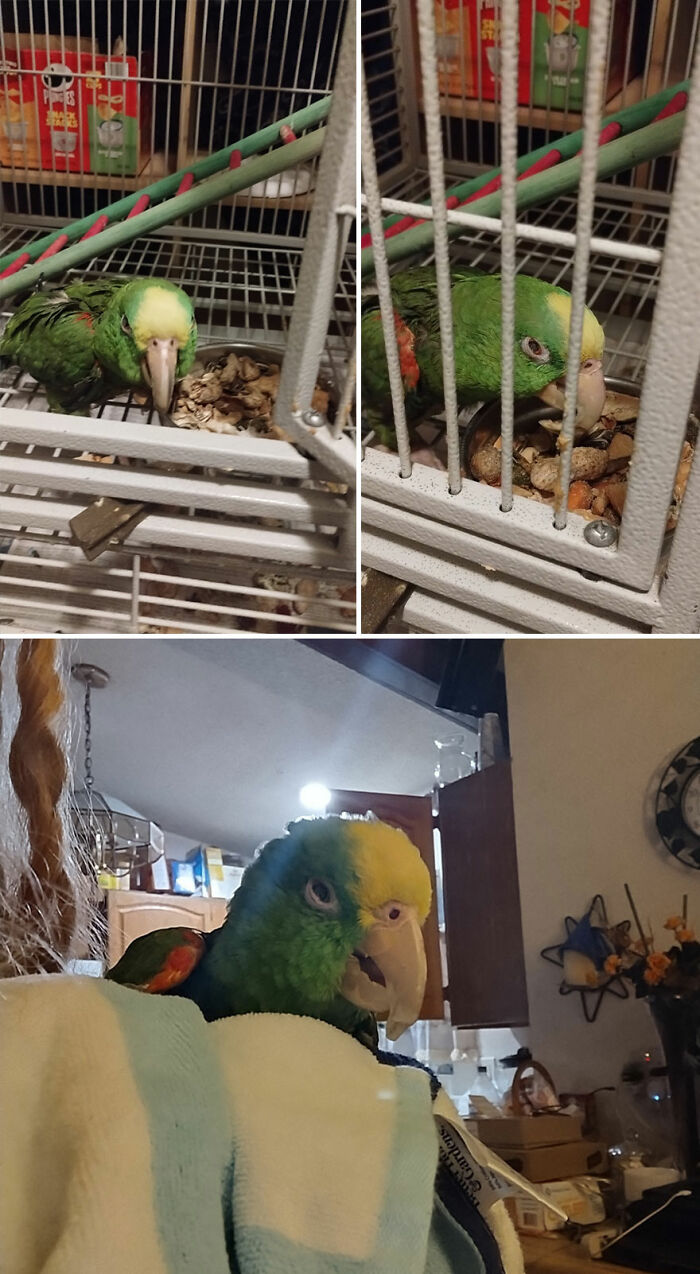 Meet Panama "Pan" – The Parrot with Attitude