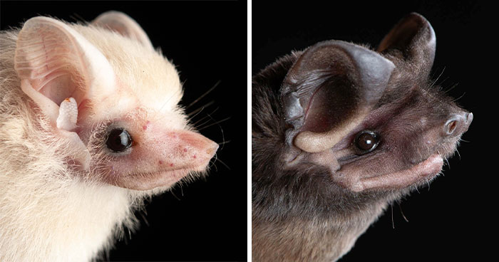 Wait, Bats Can Be This Cute? Meet The Bat Squad Showing Off Their Character!